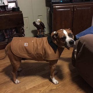 Carhartt top dog chore